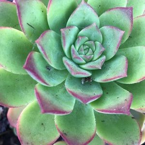 Meet your Posher, Veronica